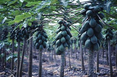 papaya%20farm.jpg