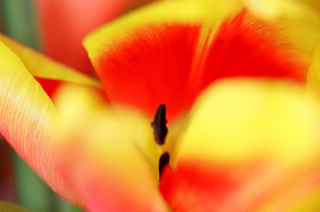 Close-up of a flower