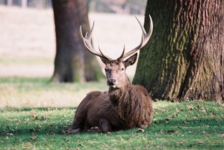 Red Deer in Richmond Park