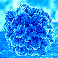 Nano bouquet