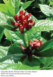 The Carolina Allspice is in flower.  It is the Calycanthus Floridus, Michael Lindsey variety ...