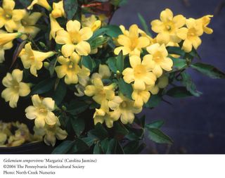 The Carolina Jasmine is in bloom in a garden.  It is the Gelsemium sempervirens, Margarita variety ...