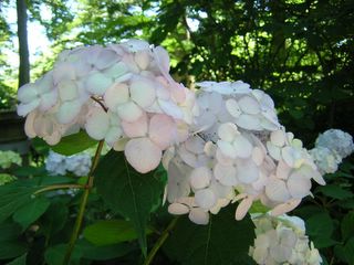Here are hydrangeas in bloom at the grand Winterthur gardens in Delaware ...