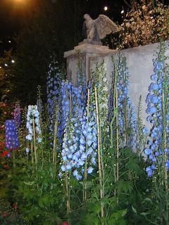 The Delphiniums look magnificent in the garden border ...