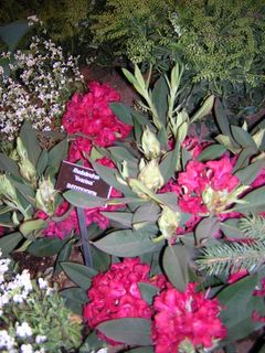 Rhododendron Vivacious in the Garden Border ...