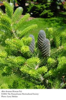 This tree is the Korean Fir, also known as Abies koreana ...