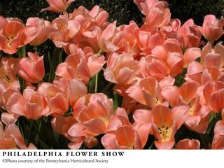 Tulips in bloom in a garden at the Philadelphia Flower Show ...