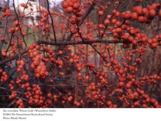 This shrub is the Winterberry Holly in a garden.  It is the Ilex verticillata, Winter Gold Variety ...