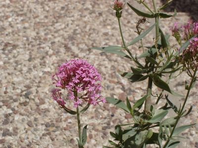 What kind of flower is this?