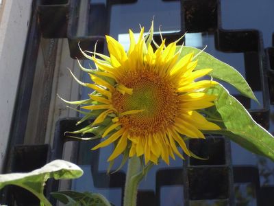 New sunflower blossom