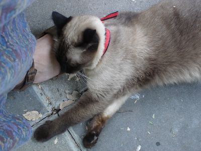 Her Ladyship’s head on my foot, from closer up