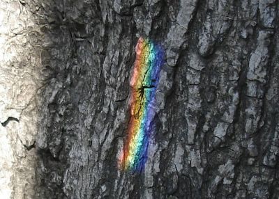 Rainbow on tree bark