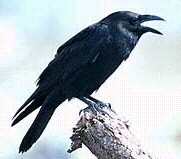 The Raven is known as the trickster