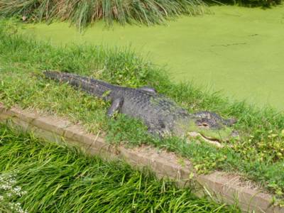 Chompy alligator