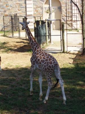 Giraffes are tall