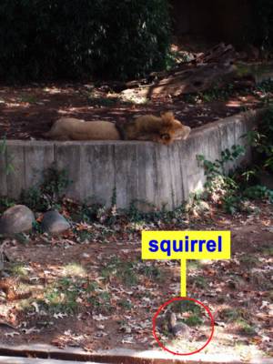 Snoozing lion and fearless squirrel