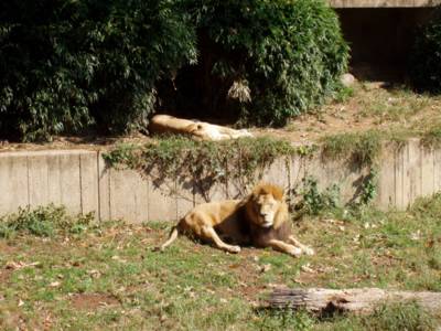 The lions are still pretty relaxed