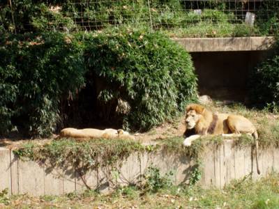 Relaxed lions