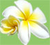 Plumeria