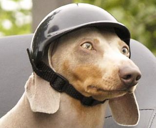 dog bicycle helmet