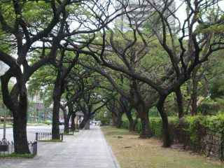 Trees along Makati Avenue