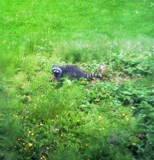 raccoon in patch