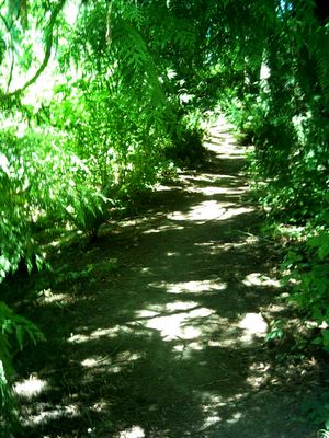 dappled path