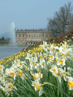 Chatsworth House in Spring with daffodils
