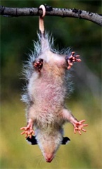 Look at him hang! From his tail, I mean. Look at him hang! From his tail, I mean.
