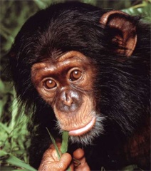 Farewell Monkey, we will miss you! Farewell Monkey, we will miss you!