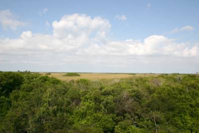 The Everglades landscape