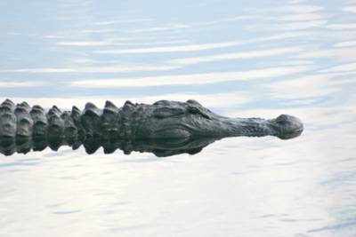 Partially submerged alligator