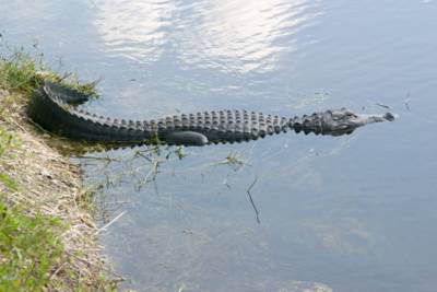 Another alligator photo