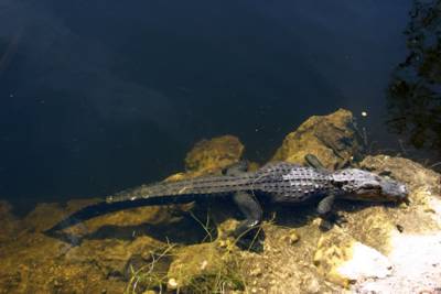 A partially submerged alligator
