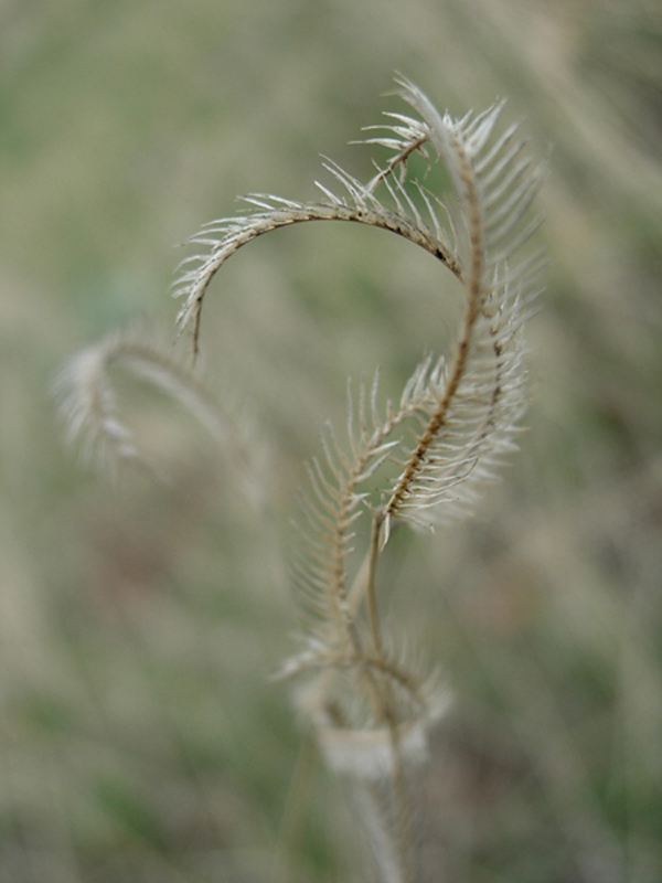 guest photographer: erin rempel