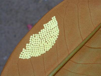 Insect eggs behind a leaf. Click for larger version