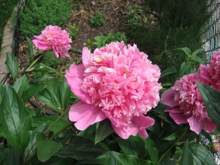 Peonies in full bloom