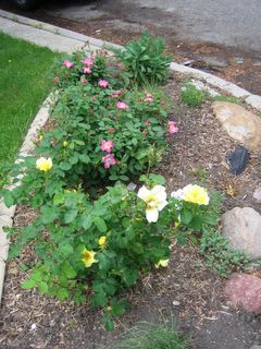 Shrub roses Nearly Wild (pink) and Carefree Sunshine (yellow)
