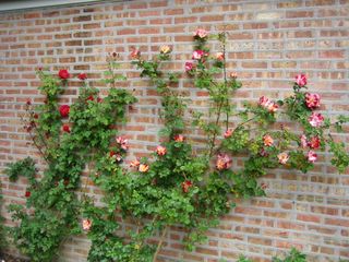 Climbing roses Ramblin Red and Fourth of July