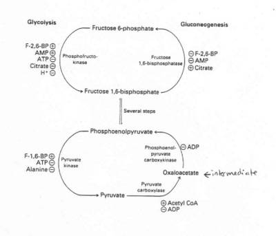 stimulated by gluconeogenesis Gluconeogenesis (11/10/04) 415/515: Biochem stimulated by gluconeogenesis Gluconeogenesis (11/10/04) 415/515: Biochem
