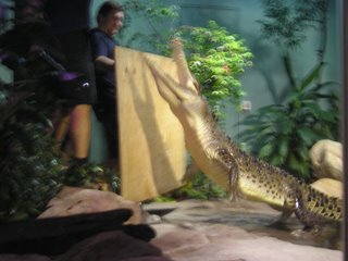 Feeding time for the Sydney croc