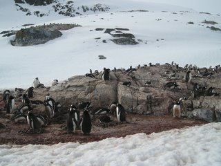Penguins, Penguins