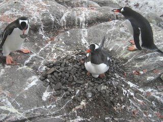 Penguin under attack!