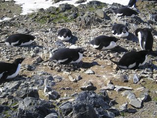 Nesting penguins