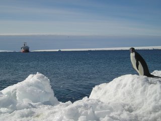 Adelie Penguin and boat
