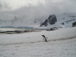 A Gentoo penguin going about his business