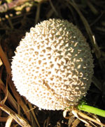 Puffball, one inch. Photo by Bruce Spencer.