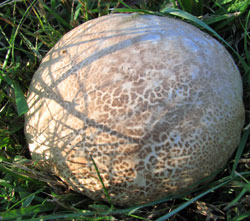 Puffball - four inches. Photo by Bruce Spencer.