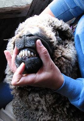 Merino sheep's teeth. Photo by Bruce Spencer.