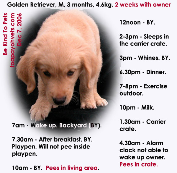 Maids 28 3 Hour Crate Training For 3 Month Old Golden Retriever